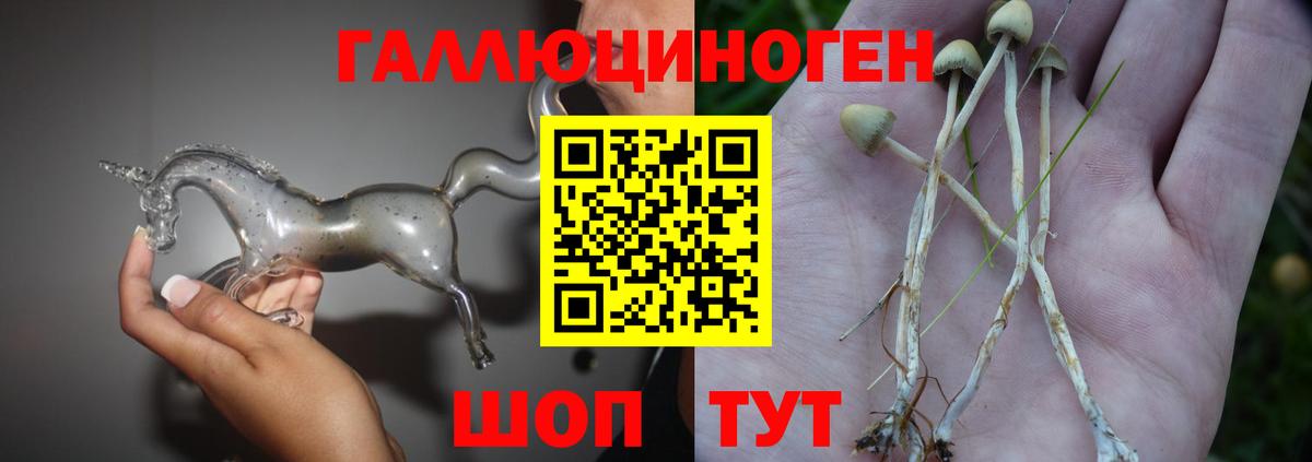 Псилоцибиновые грибы Cubensis  Вход с VPN  Элиста 